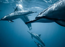 狼队开启奔狼开启团战，信苏烈大闪四人撕裂KSG阵型团战大获全胜